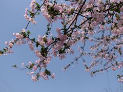 -海棠花溪(元大都城垣遗址公园)