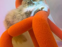 -More Fun猫咖 二十只万元加菲主题