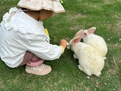 -合肥滨湖国家森林公园