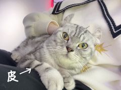 -极木²邸 人与宠物·互动社区