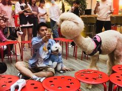 -藦茜花园宠物主题亲子互动体验馆(国顺东路店)