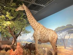 -陕西自然博物馆