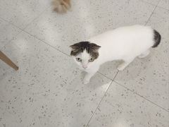 -喵园·猫主题咖啡厅·撸猫·猫咖(国贸店)