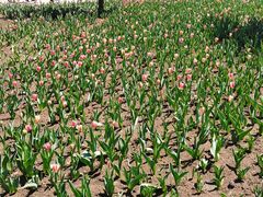 -长春公园(普阳街道)