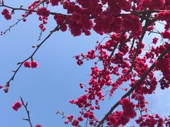 -花博汇(知音花月夜)