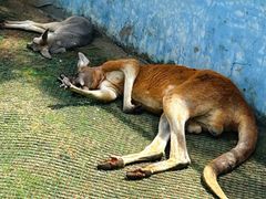 -西霞口神雕山野生动物世界