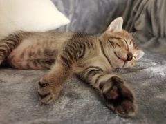 -瑞鹏宠物医院·骨科·猫科·内科(第一中心)