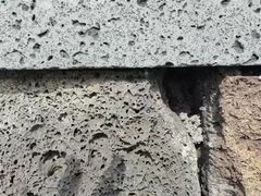 -王借岗森林公园