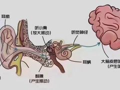 -自然之声助听器·呼吸机(和平店)
