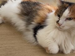 -是阿柴呀！柴犬咖啡·爱喵喵猫咖