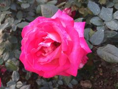 -人民公园(罗湖区)