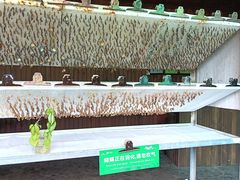 -野象谷景区