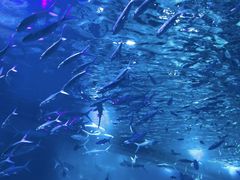 -江和美海洋公园