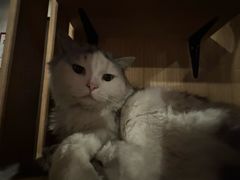 -Mr.Fox狐狸先生超级密室(南山店)