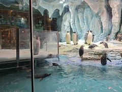 -帝企鹅自助餐厅•儿童岛•真企鹅(长隆企鹅酒店)