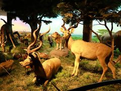 -国家自然博物馆