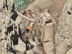 -栾川竹海野生动物园