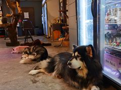 -more than meow吴止猫主题餐厅(承德 中船汇店)