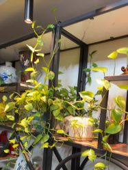 -冰岛刺青·手工耳饰品售卖·专业纹身