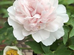 -吴山贡鹅(罍街店)