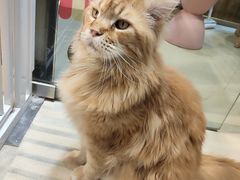 -藏猫猫咖啡主题馆(中央大道店)