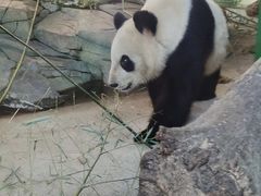 -武汉动物园