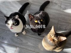 -喵屿·大理花园猫咖