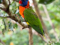 -新加坡飞禽公园