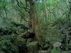 -梧桐山风景名胜区