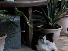 -自由生长植物工作室(深港花卉中心店)