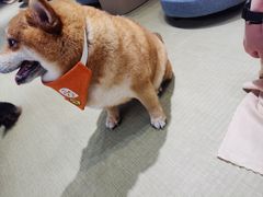 -逗柴咖啡屋·狗咖猫咖宠物桌游