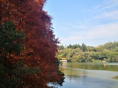 -深圳仙湖植物园