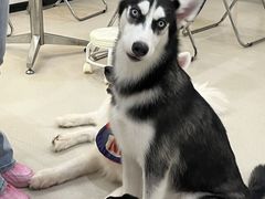 -共舞时光猫咖·狗咖(新街口店)