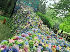 -上海共青森林公园