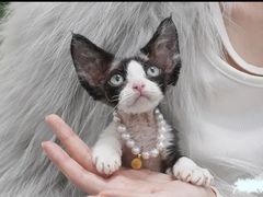 -山宅一喵德文卷毛猫舍