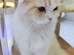 -喵园·猫主题咖啡厅·撸猫·猫咖(国贸店)