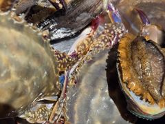 -77号渔船·蒸海鲜青岛菜(积米崖店)