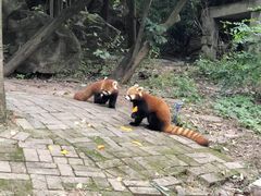 -成都大熊猫繁育研究基地