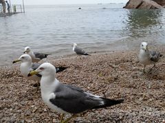 -海驴岛(荣成市)