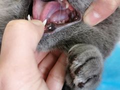 -纳吉亚猫专科动物诊疗中心(蒋宅口分院)