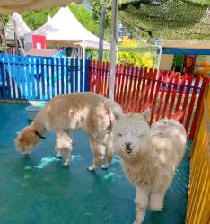 -萌宠亲子动物乐园(槐房万达店)