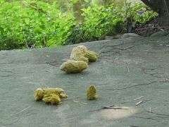 -都江堰中华大熊猫苑