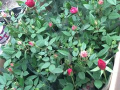 -三圣花乡旅游区