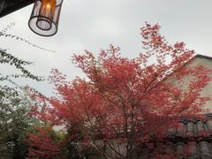 -古今茶语·峨眉山有机茶体验馆