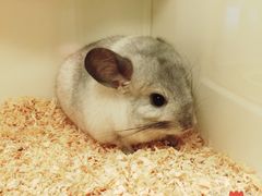 -龙猫仔乐园(惠福东路店)