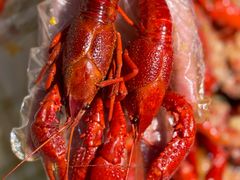 -虾皇(龙虾城旗舰店)