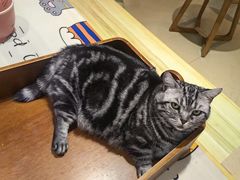 -藏猫猫咖啡主题馆(中央大道店)