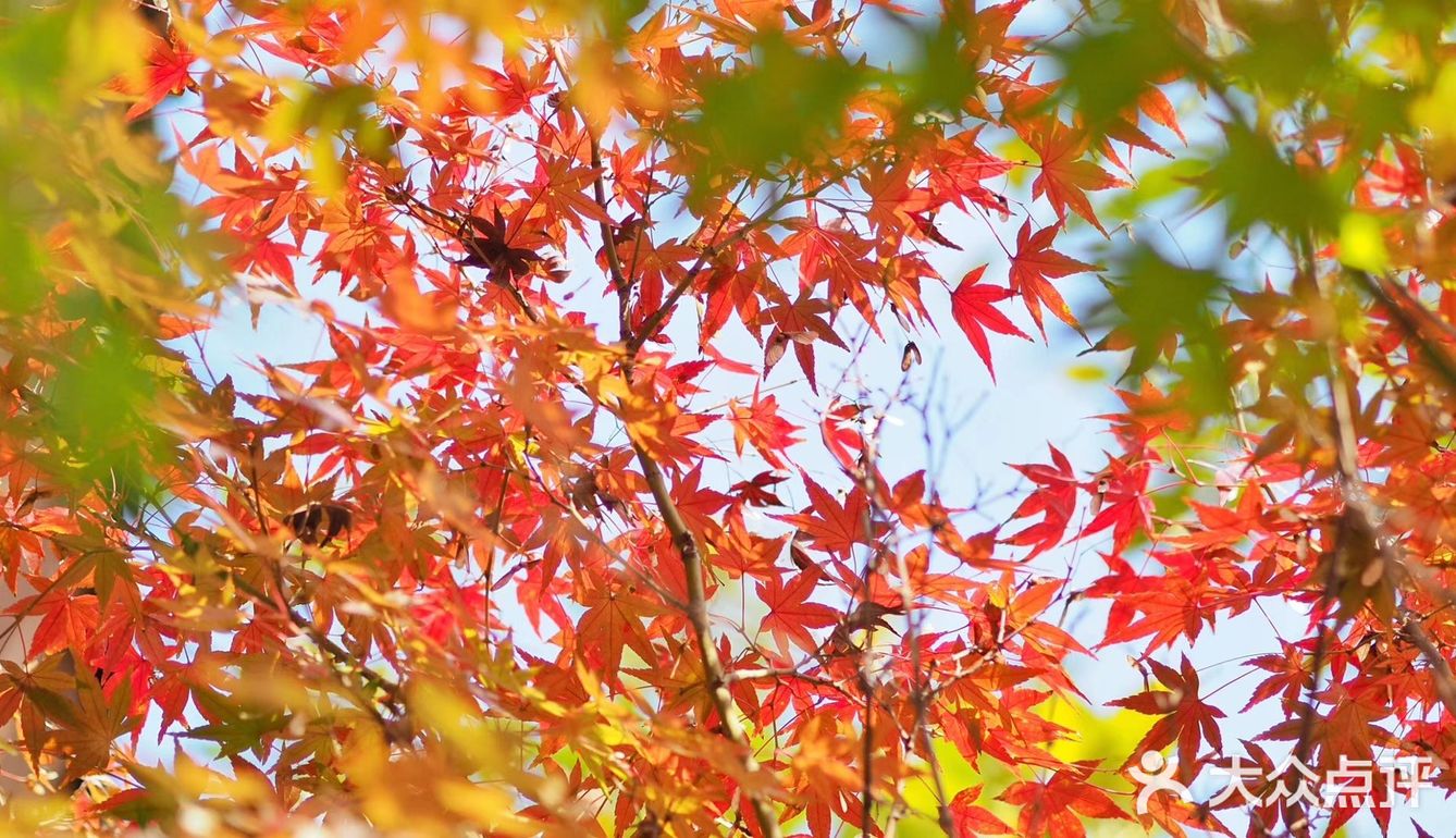 江南之秋多一种灵性就在杭州西湖国宾馆红叶季要说杭