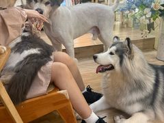 -李小姐の猫咖啡馆(五角场店)