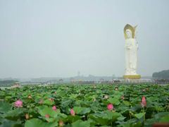 -白洋淀景区